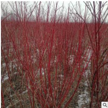 都市森林基地种植复叶槭 沿河流的冲积土贫瘠干旱立地 复叶槭图3