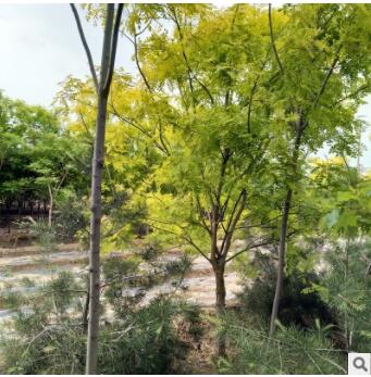 基地批发出售槐树 现挖现卖带土球发货土壤适应强槐树苗图2