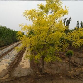 基地批发出售槐树 现挖现卖带土球发货土壤适应强槐树苗图3