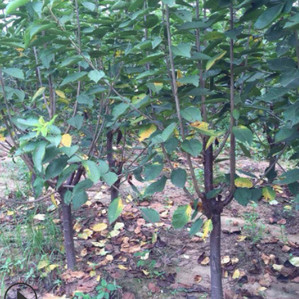 树木基地批发大樱桃树各种樱桃品种系列量大从优现挖现卖成活率高