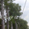 黄山栾树