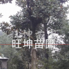 柚子树