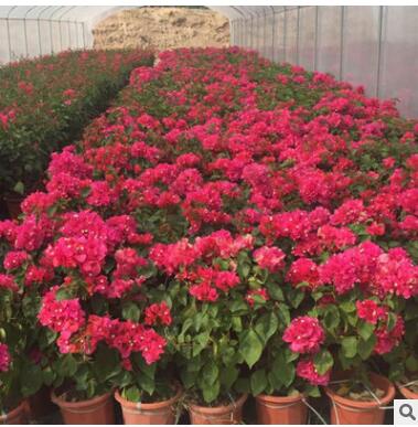 水红三角梅花株园林乔木 室内外装饰用花 园林庭院物景观图2