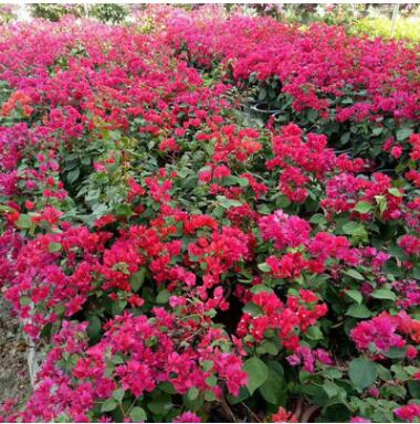 水红三角梅花株园林乔木 室内外装饰用花 园林庭院物景观图3