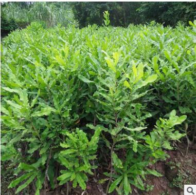 澳洲坚果小苗株 庭院种植绿化园林景观苗 街道风景苗木批发图2