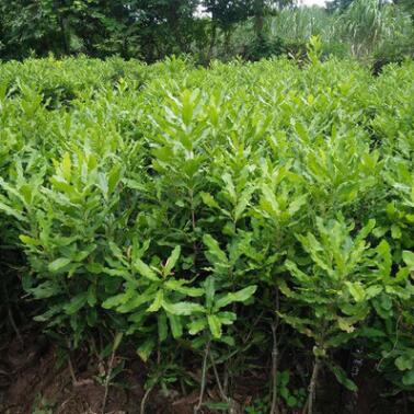 澳洲坚果小苗株 庭院种植绿化园林景观苗 街道风景苗木批发图3