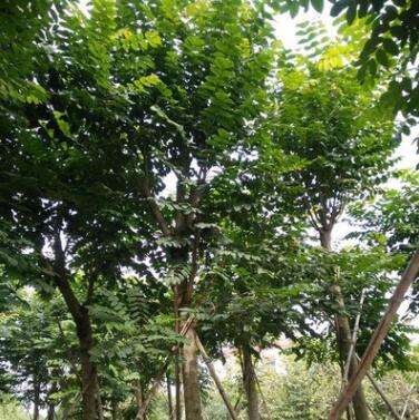 现货直销火焰木园林绿化苗木 绿化行道林苗木树种图3