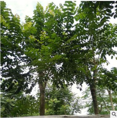 现货直销火焰木园林绿化苗木 绿化行道林苗木树种图2