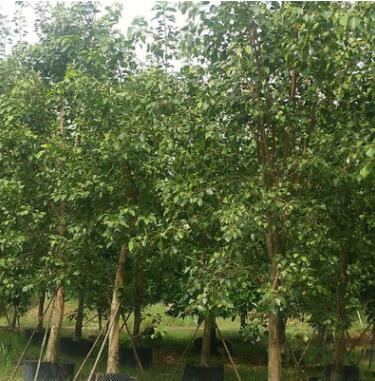 基地批发菩提榕树 绿化工程植物风景树苗常绿乔木 规格齐全图3