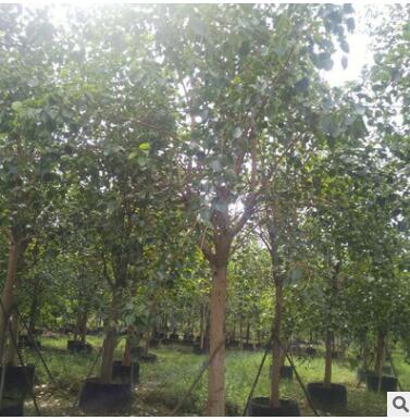 基地批发菩提榕树 绿化工程植物风景树苗常绿乔木 规格齐全图2