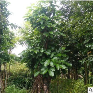 广西园林基地现货供应萍婆袋苗园林乔木 绿化苗木行道树苗图3