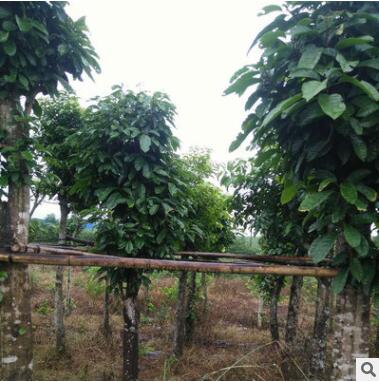 广西园林基地现货供应萍婆袋苗园林乔木 绿化苗木行道树苗图2