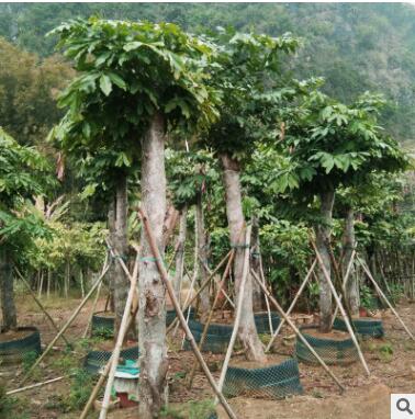 基地直销绿化工程树木无忧树园林绿化景观 专业供应广西无忧树图2