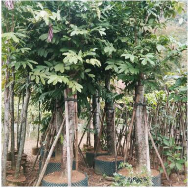 基地直销绿化工程树木无忧树园林绿化景观 专业供应广西无忧树图3