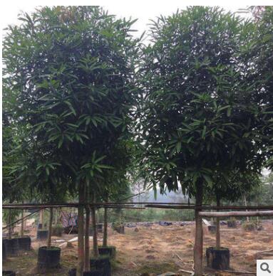 地批发园林丰茂种植园大量供应扁桃树 四季常绿行道树市政苗木图2