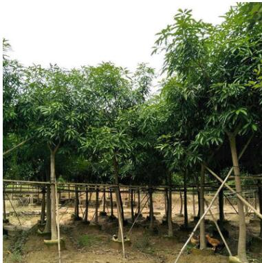 地批发园林丰茂种植园大量供应扁桃树 四季常绿行道树市政苗木图3