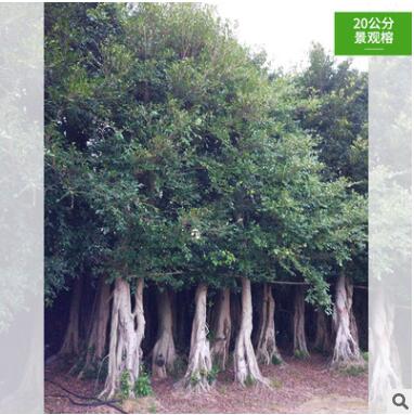 景观榕 小叶榕 基地直销 规格齐全 款式多样图3