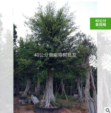 景观榕 小叶榕 基地直销 规格齐全 款式多样图2