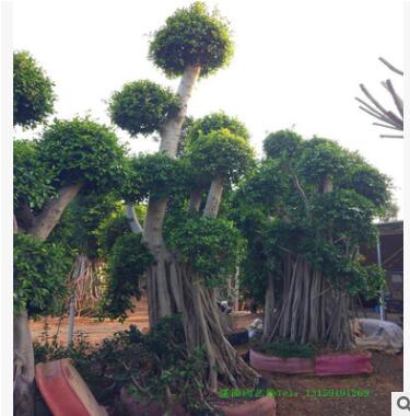 小叶榕 榕树 树桩盆景 榕树盆景 福建小叶榕 气根榕树图2