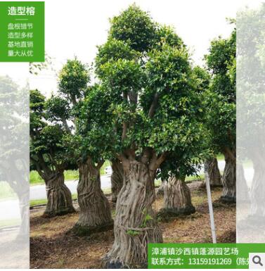 小叶榕 榕树 树桩盆景 榕树盆景 福建小叶榕 气根榕树图3