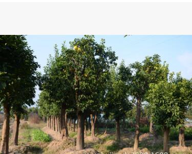 香泡 绿化工程 规格齐全 移栽多年香泡树