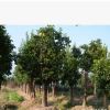 香泡 绿化工程 规格齐全 移栽多年香泡树