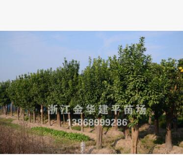 香泡 绿化工程 规格齐全 移栽多年香泡树图2