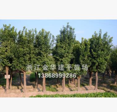 香泡 绿化工程 规格齐全 移栽多年香泡树图3
