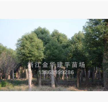 大量供应多年移栽截杆香樟树 绿化工程树 浙江香樟树图3