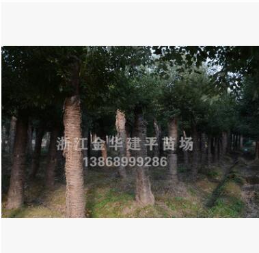 大量供应多年移栽截杆香樟树 绿化工程树 浙江香樟树图2