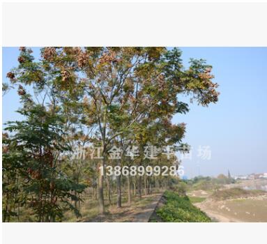 优质供应全冠黄山栾树 多种规格 工程绿化苗木 6公分图3