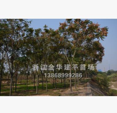 优质供应紫薇 工程园林树 多种规格 基地直销图3