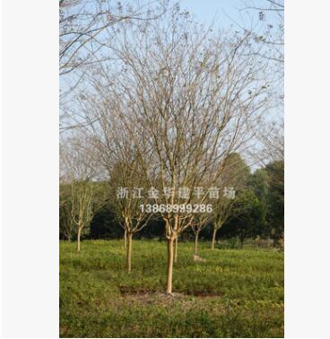 优质供应紫薇 工程园林树 多种规格 基地直销图2