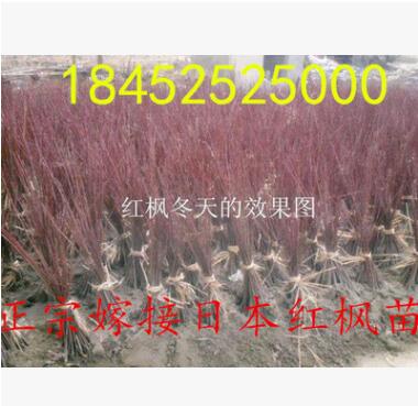 日本红枫苗批发 园林绿化苗木 红枫嫁接树苗 乔木图2