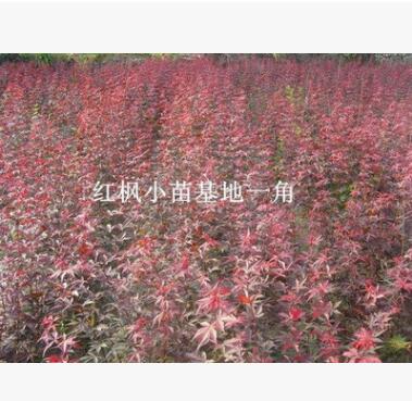 日本红枫苗批发 园林绿化苗木 红枫嫁接树苗 乔木图3