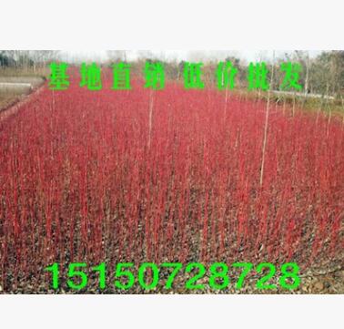 绿化彩色苗木品种红瑞木树苗 红梗木苗凉子木 红马球树苗 1米高图3