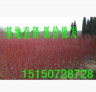 绿化彩色苗木品种红瑞木树苗 红梗木苗凉子木 红马球树苗 1米高图2