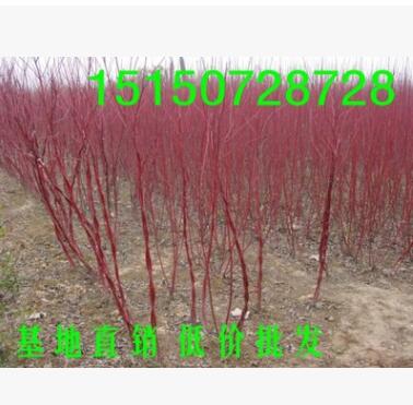 绿化彩色苗木品种红瑞木树苗 红梗木苗凉子木 红马球树苗 1米高