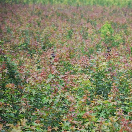 盛世美景彩叶苗木 供应北美枫香绿化苗木花卉植物批发