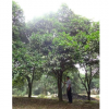 供应大量香泡树