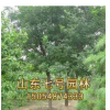 山东七号园林正在热销国槐