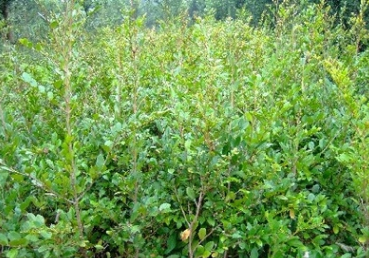 供应各种规格的梅花 樱花 天竺桂 红叶李 白玉兰