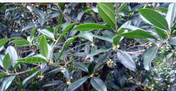 供应四季桂桂花八月桂桂花桂花树苗国槐丛生朴树丛生栾树