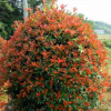 出售精品红叶石楠 红叶石楠毛球 基地直销价格优惠