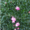 盆栽精品杜鹃花，西玛杜鹃花，60公分冠幅，量大价优