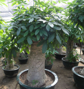 供应25公分直径发财树盆景图2