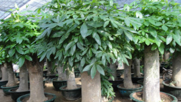供应25公分直径发财树盆景图1