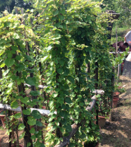 大量批发供应1.5-2米高爬墙虎爬山虎图1