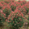 绿化苗木 基地直销 红叶石楠 价格再议