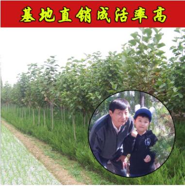 大量供应各种规格玉兰树苗2-15公分红色玉兰树黄色玉兰树白色玉兰图3